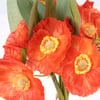 121142_50_.jpg