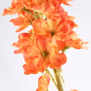 121172_50_.jpg