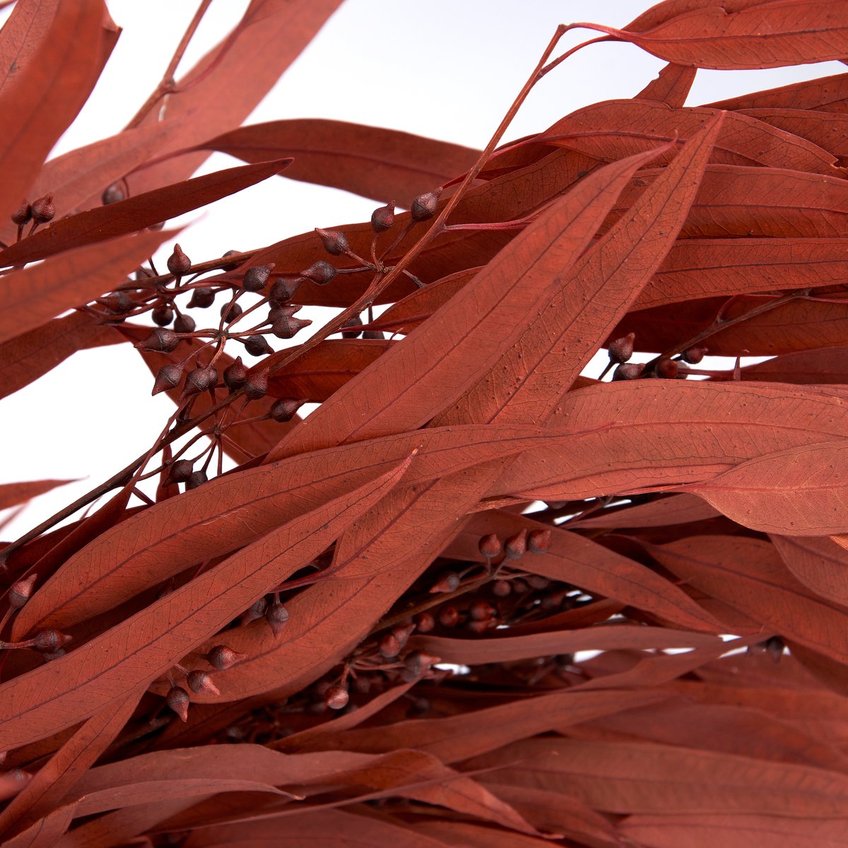 120744_50_.jpg