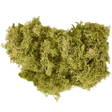 Moss Filler - Preserved Moss