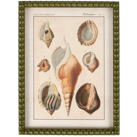 Shell Study Framed Wall Art - Wood, Glass, Paper
