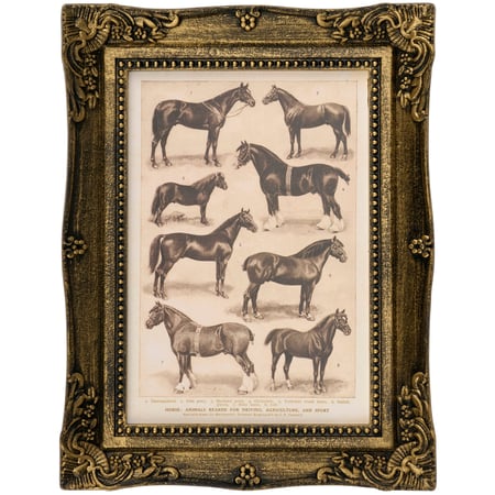 Horse Breeds Framed Wall Art - Wood, Paper
