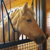 Sandy – Therapy Horse at Leg Up Farm Therapeutic Riding Program